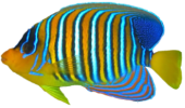 kisspng tropical fish coral reef fish 5b378f22030e09.2466582515303677780125